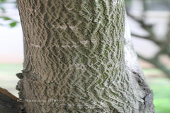 Handroanthus impetiginosus